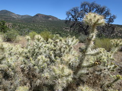 Cylindropuntia multigeniculata
