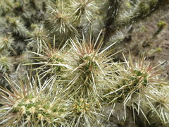 Cylindropuntia multigeniculata