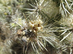Cylindropuntia multigeniculata