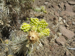 Cylindropuntia multigeniculata