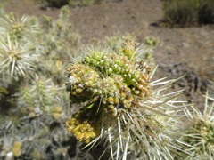 Cylindropuntia multigeniculata