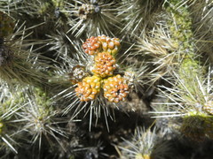 Cylindropuntia multigeniculata