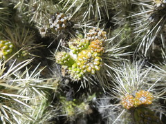 Cylindropuntia multigeniculata