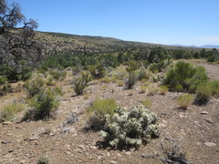 Cylindropuntia multigeniculata