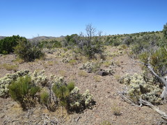 Cylindropuntia multigeniculata