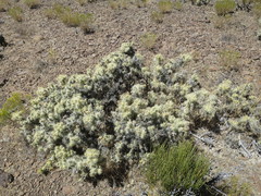 Cylindropuntia multigeniculata