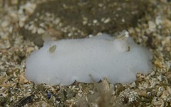 Geitodoris heathi