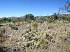 Cylindropuntia multigeniculata