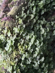 Symphyogyna hymenophyllum