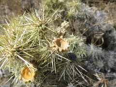 Cylindropuntia multigeniculata