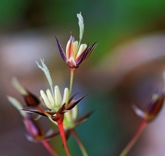 Luzula forsteri