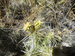 Cylindropuntia multigeniculata