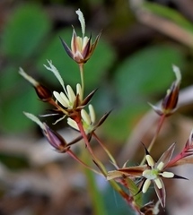 Luzula forsteri