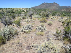 Cylindropuntia multigeniculata