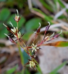 Luzula forsteri