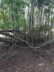 Salix × reichardtii