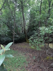 Salix × reichardtii