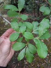 Salix × reichardtii