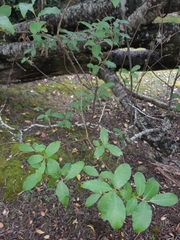 Salix × reichardtii