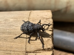 Aegorhinus superciliosus