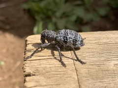 Aegorhinus superciliosus