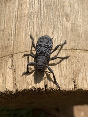 Aegorhinus superciliosus