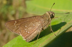 Pelopidas conjuncta