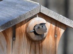 Baeolophus bicolor × atricristatus
