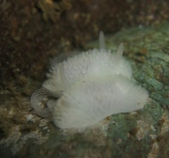 Onchidoris evincta