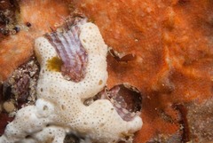 Thylacodes natalensis