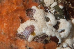 Thylacodes natalensis