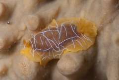 Doriopsilla areolata