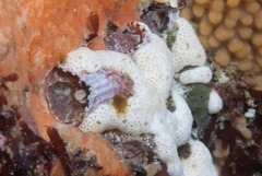 Thylacodes natalensis