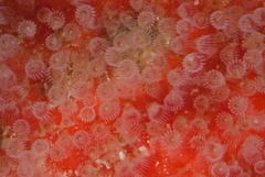 Entoprocta