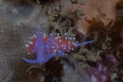 Paraflabellina funeka