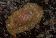 Doriopsilla areolata