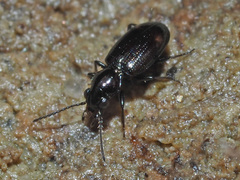 Bembidion azurescens
