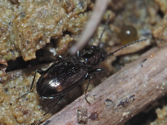 Bembidion azurescens