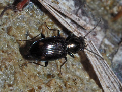 Bembidion azurescens