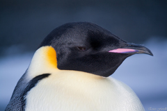 Emperor Penguin photo 3