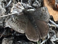 Erynnis persius borealis