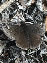 Erynnis persius borealis