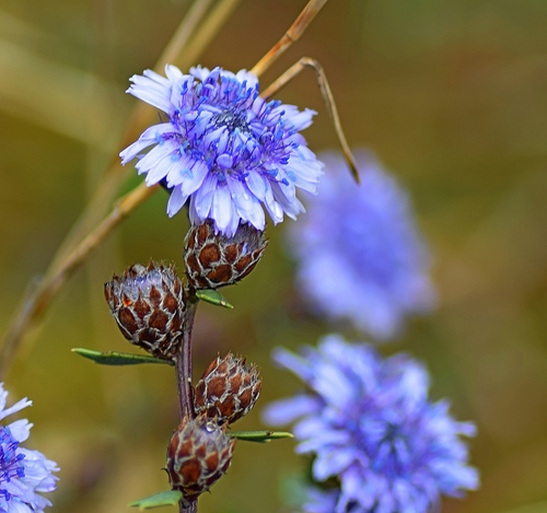 Shrubby Globularia (Globularia alypum)