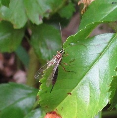 Tromatobia lineatoria