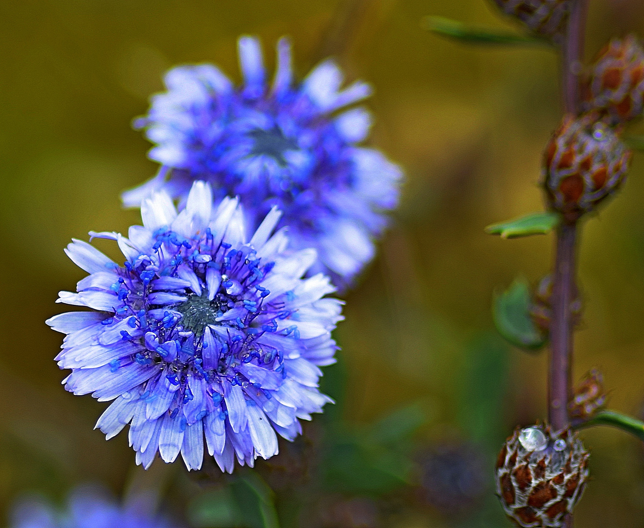 Plantaginaceae