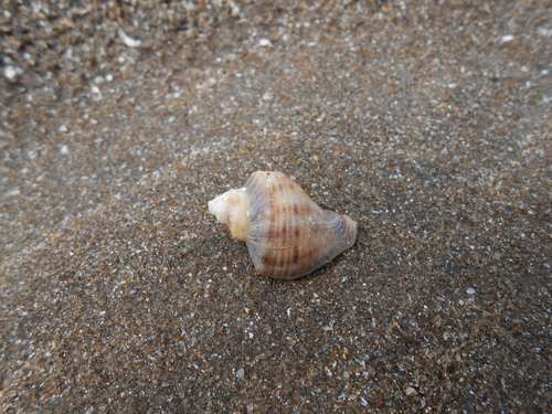 Rapana venosa