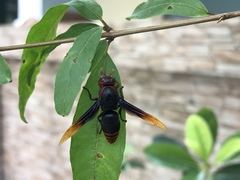 Rhynchium haemorrhoidale
