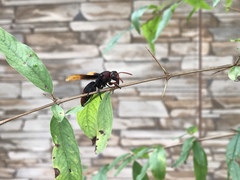 Rhynchium haemorrhoidale