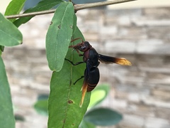 Rhynchium haemorrhoidale