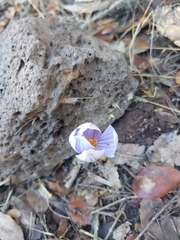 Crocus cancellatus